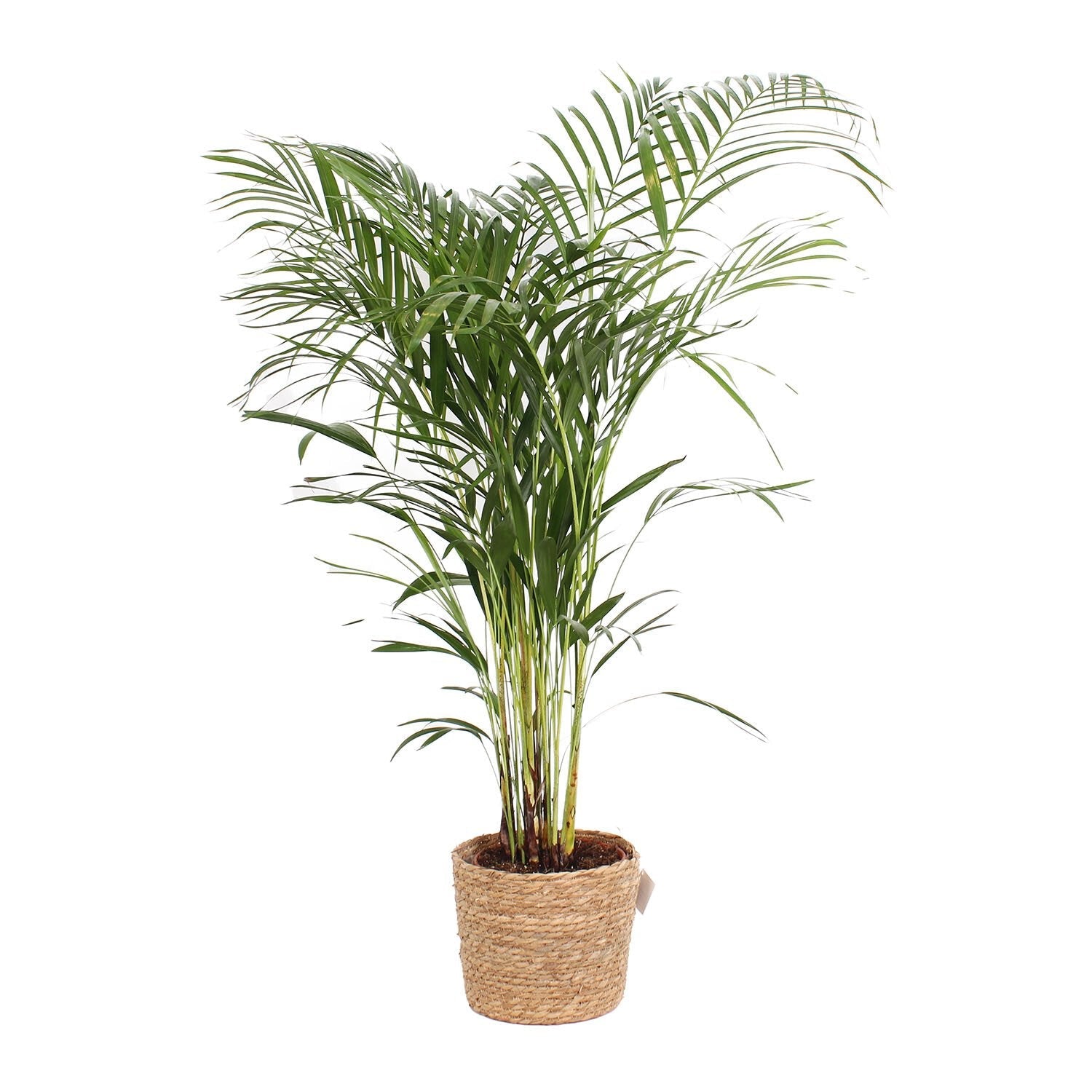 Areca Palm Indoor Plant with Decorative Willow Basket – Houseplant for Home & Office Decor
