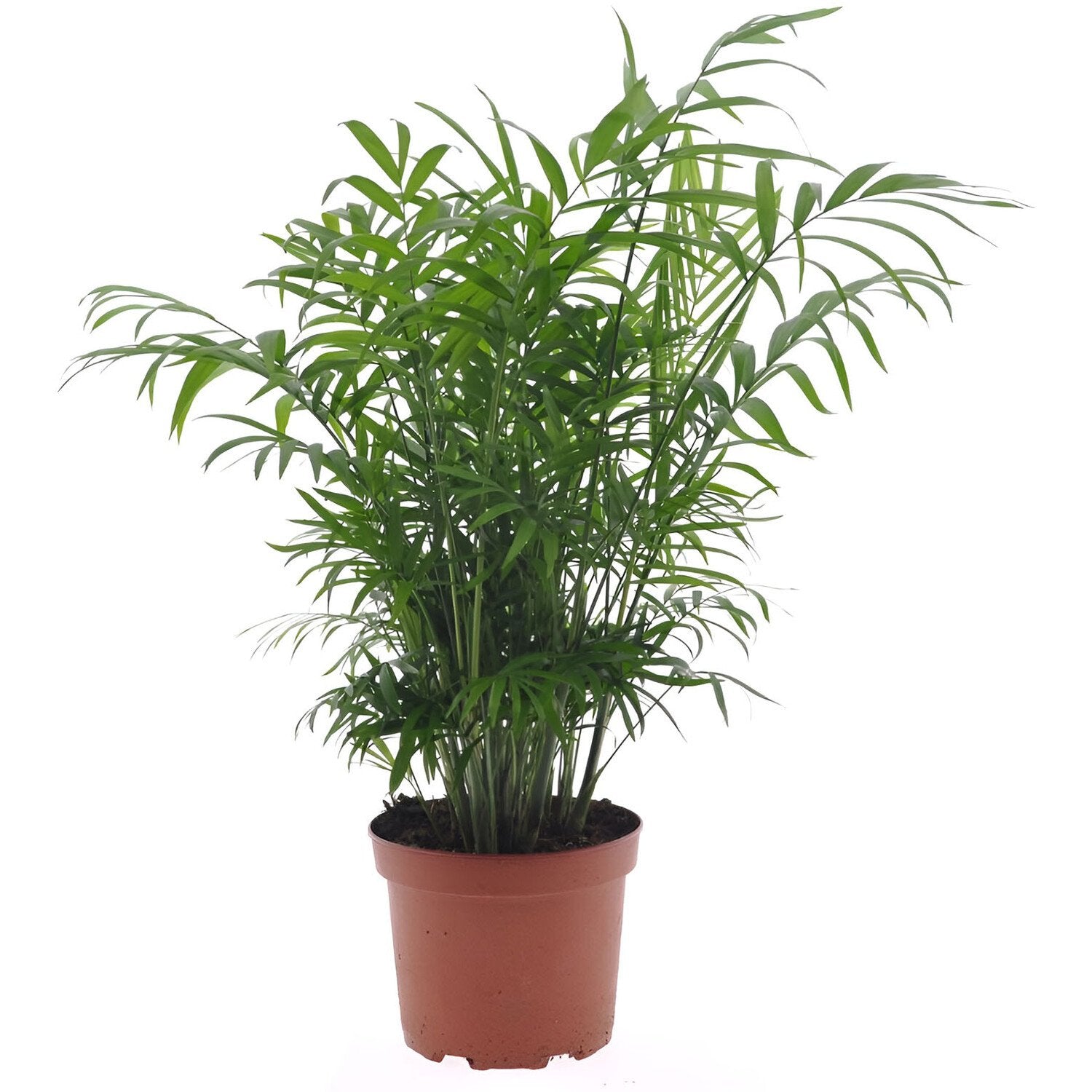 Chamaedorea Elegans Indoor Plant 17cm – Parlor Palm Houseplant for Home & Office Decor